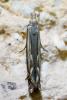 Isophrictis lineatellus